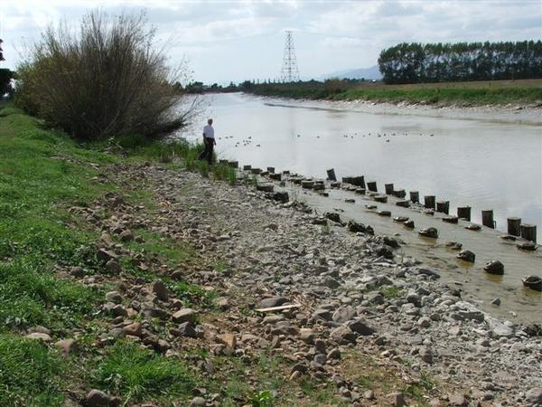 Silt building up around the gumpiles